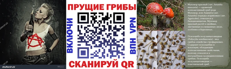 Псилоцибиновые грибы Cubensis Вытегра